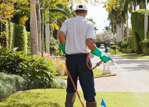 About Campbell CA Pest Control